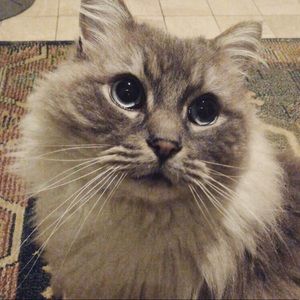 Meet your Posher, Elissa